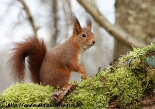 ecureuil_roux_2_28122008_-_pierre_buffiere